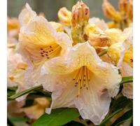 Gardeners Dream Rhododendron Tortoiseshell Yellow - Flowering Plants Outdoor Garden Plant In Pot - 5 Litre Pot (50-70Cm)