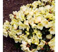 Gardeners Dream Rhododendron Wren (15-25Cm Height Including Pot) Garden Plant - Compact Shrub, Pink Blooms