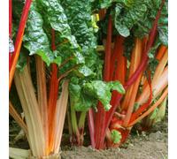 Gardeners Dream Rhubarb Goliath Bare Root - Grow Your Own Bareroot, Fresh Vegetable Plants, Ideal For Uk Gardens (3 Pack)