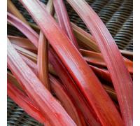 Gardeners Dream Rhubarb Livingstone Bare Root - Grow Your Own Bareroot, Fresh Vegetable Plants, Ideal For Uk Gardens (3 Pack)