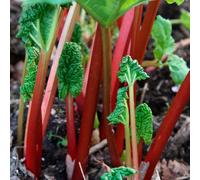 Gardeners Dream Rhubarb Timperley Early Bare Root - Grow Your Own Bareroot, Fresh Vegetable Plants, Ideal For Uk Gardens (3 Pack)