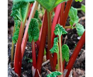 Gardeners Dream Rhubarb Timperley Early Bare Root - Grow Your Own Bareroot, Fresh Vegetable Plants, Ideal For Uk Gardens (5 Pack)