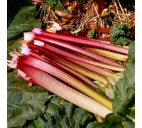 Gardeners Dream Rhubarb Victoria Bare Root - Grow Your Own Bareroot, Fresh Vegetable Plants, Ideal For Uk Gardens (5 Pack)