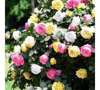 Gardeners Dream Rose Tricolour 3 Colours In One Plant (30-50Cm Height Including Pot) Garden Rose - Multi-Colored Blooms