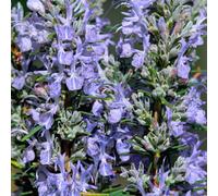 Gardeners Dream Rosmarinus Whitewater Silver Garden Plant - Light Purple Flowering, Compact Size (10-30Cm Height Including Pot)