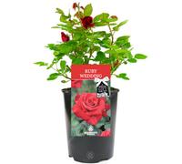 Gardeners Dream Ruby Wedding 40Th Anniversary Red Rose - Outdoor Plant, Ideal For Gardens, Compact Size