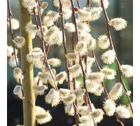 Gardeners Dream Salix Caprea Pendula Tree - Kilmarnock Willow, Hardy, Low Maintenance (4Ft Stem)