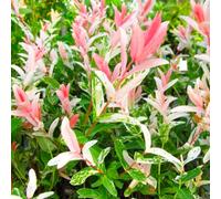 Gardeners Dream Salix Hakuro Nishiki Tree - Colourful Foliage, Hardy, Dwarf Willow (5Ft Stem)