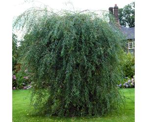Gardeners Dream Salix Purpurea Pendula Tree - Weeping Willow, Ornamental, Hardy (5-6Ft)
