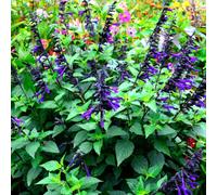Gardeners Dream Salvia Amistad (9Cm)