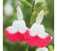 Gardeners Dream Salvia Cherry Lips Garden Plant - Red And White Blooms, Compact Growth, Medium Size (20-30Cm Height Including Pot)