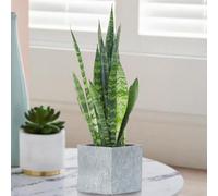 Gardeners Dream Sansevieria Black Coral - Evergreen Indoor Plant, Striking Foliage, Air Purifying, Low Maintenance (30-40Cm Height Including Pot)