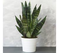 Gardeners Dream Sansevieria Black Coral - Houseplant In 12Cm Pot With Black Foliage, Low Maintenance Indoor Snake Plant (30-40Cm)