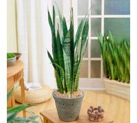 Gardeners Dream Sansevieria Black Coral - Snake Plant For Home Office, Striking Black Foliage, Low Maintenance (30-40Cm Height Including Pot)
