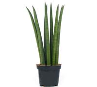 Gardeners Dream Sansevieria Cylindrica - Indoor House Plant For Home Office, Kitchen, Living Room - Potted Houseplant (30-40Cm)