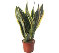 Gardeners Dream Sansevieria Laurentii - Indoor House Plant For Home Office, Kitchen, Living Room - Potted Houseplant (30-40Cm)