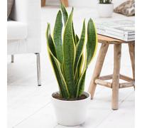 Gardeners Dream Sansevieria Laurentii - Snake Plant With Stunning Foliage, Great Home Office Plants, Low Maintenance (30-40Cm)