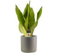 Gardeners Dream Sansevieria Moonshine - Bright Green Upright Foliage, Air Purifying Snake Plant, Low Maintenance (30-40Cm Height Including Pot)