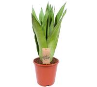 Gardeners Dream Sansevieria Moonshine In 12Cm Pot - Stunning Green Foliage, Evergreen Houseplant Easy To Care For (30-40Cm Height Including Pot)