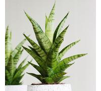 Gardeners Dream Sansevieria Tough Lady - Highly Resilient Snake Plant, Evergreen Home Office Plants, Low Maintenance (30-40Cm)