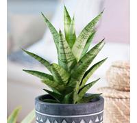Gardeners Dream Sansevieria Tough Lady - Sturdy Indoor Snake Plant, Evergreen Foliage, Low Maintenance, Compact Size (30-40Cm)