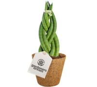 Gardeners Dream Sansevieria Twister - Snake Plant With Twisted Foliage, Great Air Purifier, Low Maintenance (30-40Cm Height Including Pot)