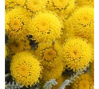 Gardeners Dream Santolina Chamaecyparissus Garden Plant - Silvery Foliage, Bright Yellow Flowers, Compact Size (20-30Cm Height Including Pot)