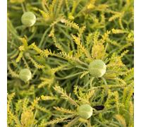 Gardeners Dream Santolina Lemon Fizz (9Cm)