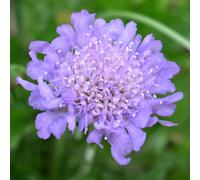 Gardeners Dream Scabiosa 'butterfly Blue' - Compact Pollinator Magnet (9Cm, 15-30Cm)