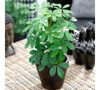 Gardeners Dream Schefflera Nora - Dwarf Umbrella Tree Indoor Plant, Evergreen Home Office Plant, Easy Care (40-50Cm Height Including Pot)