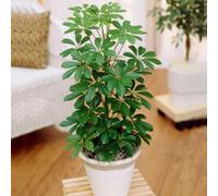 Gardeners Dream Schefflera Nora - Umbrella Tree With Green Foliage, Great Air-Purifying Houseplant For Uk Homes (40-50Cm Height Including Pot)