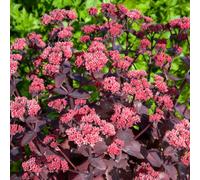 Gardeners Dream Sedum Chocolate Cherry (9Cm)