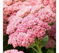 Gardeners Dream Sedum Herbstfreude (9Cm)