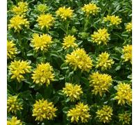 Gardeners Dream Sedum Little Miss Sunshine (9Cm)