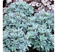 Gardeners Dream Sedum Marina (9Cm)