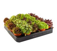 Gardeners Dream Sempervivum Plant Mix (5 Plants) - Collection Of Five Evergreen Small Hen And Chick Succulents In 5.5Cm Pots