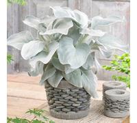 Gardeners Dream Senecio Angel Wings - Soft And Silvery Foliage Plant For Elegant Uk Gardens - Outdoor Plant (20-30Cm Height Including Pot)