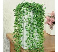 Gardeners Dream Senecio Rowleyanus - Evergreen Potted String Of Pearls, Succulent Indoor Home Office Plant, Easy Care (20-30Cm)
