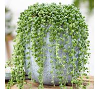 Gardeners Dream Senecio Rowleyanus - Evergreen Trailing Plant In 14Cm Pot, String Of Pearls, Low Maintenance, Compact Size (20-30Cm)