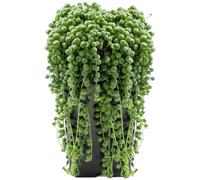 Gardeners Dream Senecio Rowleyanus - Indoor House Plant For Home Office, Kitchen, Living Room - Potted Houseplant (20-30Cm Height Including Pot)