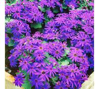 Gardeners Dream Senetti Deep Blue - Lush Spring Blooms For Cool Season Color (2L, 25-35Cm)