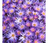 Gardeners Dream Senetti Magic Salmon - Captivating Spring To Fall Blooms (2L, 25-35Cm)