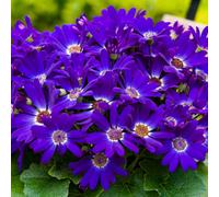 Gardeners Dream Senetti Violet, Spring Flowering Outdoor Garden Plant For Pots (25-35Cm Height Including Pot)
