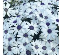 Gardeners Dream Senetti White - Pure And Elegant Spring To Autumn Blooms (2L, 25-35Cm)