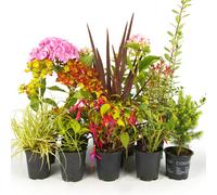 Gardeners Dream Shrub Mix - Outdoor Plants In 9Cm Pots, Colourful Varieties, Hardy Plants (20-60Cm, 10 Plants)