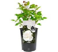 Gardeners Dream Silver Wedding 25Th Anniversary White Rose - Outdoor Plant, Ideal For Gardens, Compact Size