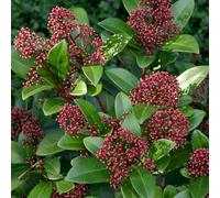 Gardeners Dream Skimmia Rubella - Evergreen Shrub, Hardy, Red Flower Buds, Year-Round Interest (20-30Cm Height Including Pot)