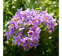 Gardeners Dream Solanum Glasnevin (9Cm)
