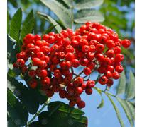 Gardeners Dream Sorbus Asplenifolia Tree - Mountain Ash, Upright, Striking Autumn Foliage (5-6Ft)
