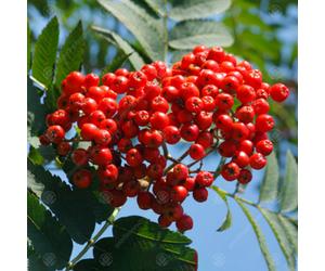 Gardeners Dream Sorbus Asplenifolia Tree - Mountain Ash, Upright, Striking Autumn Foliage (5-6Ft)